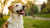 When to Take a Dog Off Puppy Food: A Comprehensive Guide for Pet Parents
