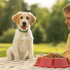 When to Take Your Dog off of Puppy Food: A Comprehensive Guide