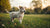 When to Take Your Dog Off Puppy Food: A Comprehensive Guide