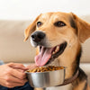 When to Transition Dog from Puppy Food: A Comprehensive Guide for Pet Parents