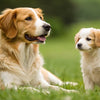 When to Transition from Puppy Food to Dog Food: A Complete Guide for Pet Owners
