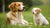 When to Transition from Puppy Food to Dog Food: A Complete Guide for Pet Owners