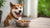 When to Transition from Puppy to Adult Dog Food: A Comprehensive Guide for Pet Owners