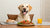 When to Transition Puppy Food to Dog Food: A Complete Guide