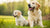 When to Transition Puppy to Adult Dog Food: A Comprehensive Guide for Pet Parents