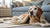 When to Use Senior Dog Food: A Comprehensive Guide for Pet Owners-141097926895