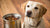 Where Can I Donate Canned Dog Food? A Comprehensive Guide to Helping Pets in Need-141225591023