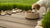 Where to Put Your Dog Water Bowl: The Ultimate Guide for Pet Owners