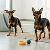 Which Biscuits Are Healthy for Dogs: A Thoughtful Guide for Pet Parents