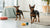 Which Biscuits Are Healthy for Dogs: A Thoughtful Guide for Pet Parents