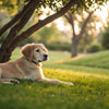 Which Dog Breeds Need the Least Exercise? A Guide for Busy Pet Owners