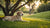 Which Dog Breeds Need the Least Exercise? A Guide for Busy Pet Owners