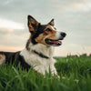 Which Dog Doesn’t Need Much Exercise? A Guide to Low-Energy Breeds