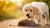 Which Dog Food is Best for My Puppy? A Comprehensive Guide
