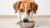 Which Dog Food is Best for Weight Gain: A Comprehensive Guide for Pet Owners