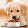 Which Dog Food is Good for Puppies? Understanding Your Puppy's Nutritional Needs