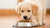 Which Dog Food is Good for Puppies? Understanding Your Puppy's Nutritional Needs