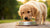 Which Dog Food is Grain Free: An In-Depth Guide for Pet Owners