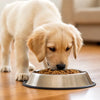 Which Dog Kibble is Best? A Comprehensive Guide for Pet Parents