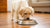 Which Dog Kibble is Best? A Comprehensive Guide for Pet Parents