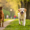 Which Dogs Need the Most Exercise: Understanding Your Pet's Needs