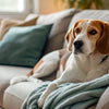 Which Dogs Require the Least Exercise: A Guide for Busy Pet Owners