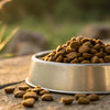 Which Dry Dog Food Do Vets Recommend? A Comprehensive Guide for Pet Owners