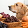 Which Food Dog Cannot Eat: A Comprehensive Guide for Pet Owners