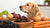 Which Food Dog Cannot Eat: A Comprehensive Guide for Pet Owners