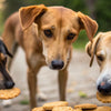 Which Human Biscuits Are Good for Street Dogs? A Comprehensive Guide