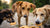 Which Human Biscuits Are Good for Street Dogs? A Comprehensive Guide