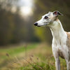 Whippet Personality Traits: Understanding Your Elegant Companion
