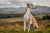 Whippet Personality Traits: Understanding Your Elegant Companion