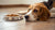 Why a Dog Won't Eat His Food: Understanding and Addressing Your Dog's Loss of Appetite-140303335663