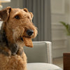 Why Add Water to Dry Dog Food? Exploring the Benefits and Considerations