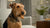 Why Add Water to Dry Dog Food? Exploring the Benefits and Considerations