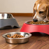 Why Are Elevated Food Bowls Bad for Dogs? Understanding the Risks