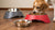 Why Are Elevated Food Bowls Bad for Dogs? The Myths and Realities