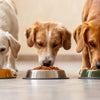 Why Are Raised Food Bowls Bad for Dogs?