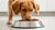 Why Buy Grain Free Dog Food? Unraveling the Myths and Benefits for Your Canine Companion