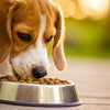 Why Can Dogs Eat the Same Food Everyday? Understanding Canine Nutrition