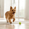 Why Can't Dogs Eat Chocolate? Understanding the Risks and Effects