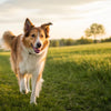 Why Can’t My Dog Lose Weight? Understanding Canine Obesity and Effective Solutions