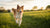 Why Can’t My Dog Lose Weight? Understanding Canine Obesity and Effective Solutions