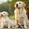 Why Can’t Puppies Eat Adult Dog Food: Essential Nutritional Differences