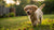 Why Can’t Puppies Eat Regular Dog Food? A Comprehensive Guide to Puppy Nutrition