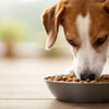Why Choose Grain Free Dog Food? Exploring the Benefits and Considerations