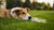 Why Did My Dog Gain Weight So Fast? Understanding Rapid Weight Gain in Dogs