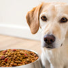 Why Did My Dog Stop Eating Dry Food? Understanding the Reasons and Solutions