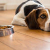Why Did My Dog Stop Eating His Food? Understanding the Reasons and Solutions